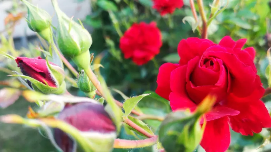 Ако искате розите да цъфтят до падането на студа, още тази пролет направете това
