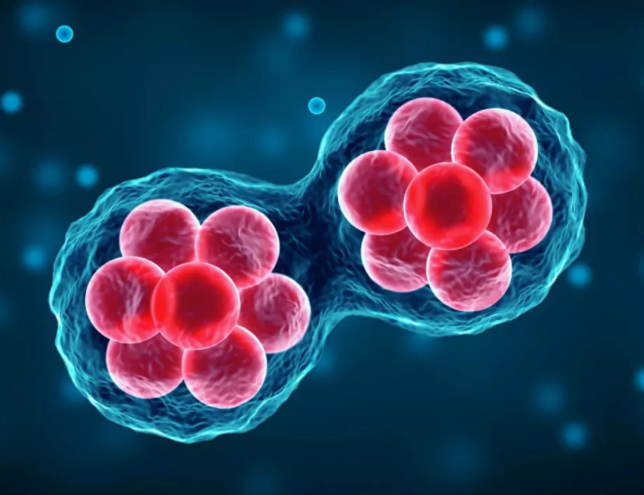 Учени за първи път създадоха синтетични ембриони