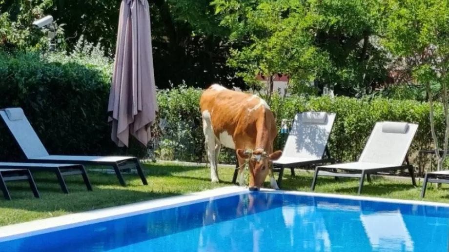 Крави и прасета пият вода от басейните на хотелите в Слънчев бряг