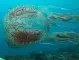 Водолаз засне мистериозна медуза край Нова Ирландия (ВИДЕО)
