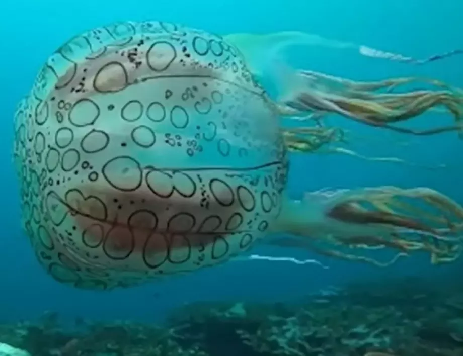 Водолаз засне мистериозна медуза край Нова Ирландия (ВИДЕО)