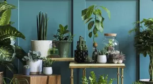 Това са най-опасните цветя - веднага ги изхвърлете от дома си