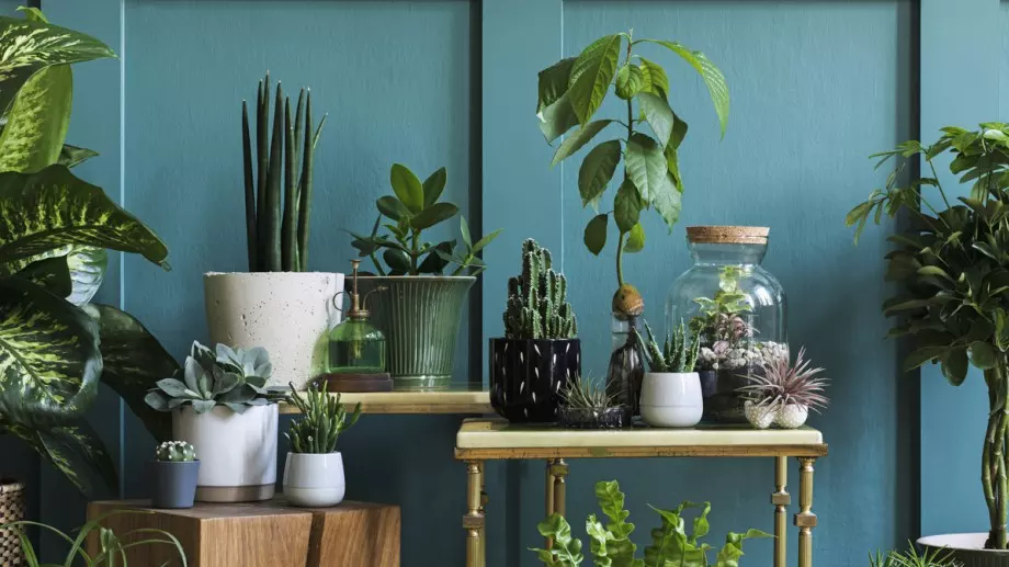 Това са най-опасните цветя - веднага ги изхвърлете от дома си