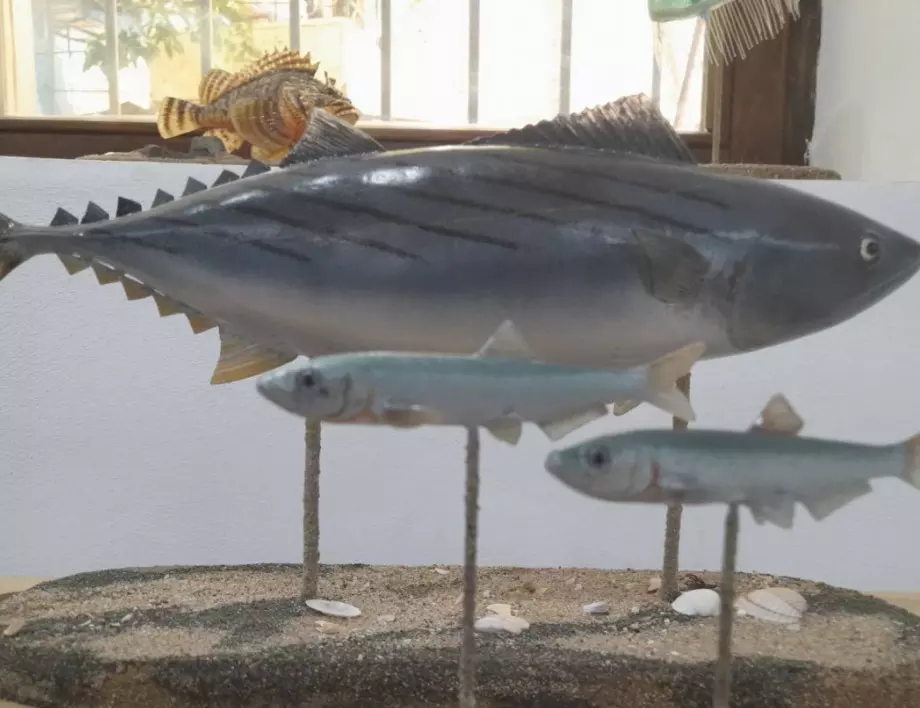 Природонаучният музей в Бургас ще покаже 10 триизмерни модела на риби, делфини и медузи