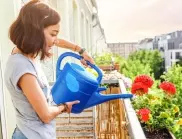 Златното правило за поливане на цветята, което всяка домакиня трябва да знае