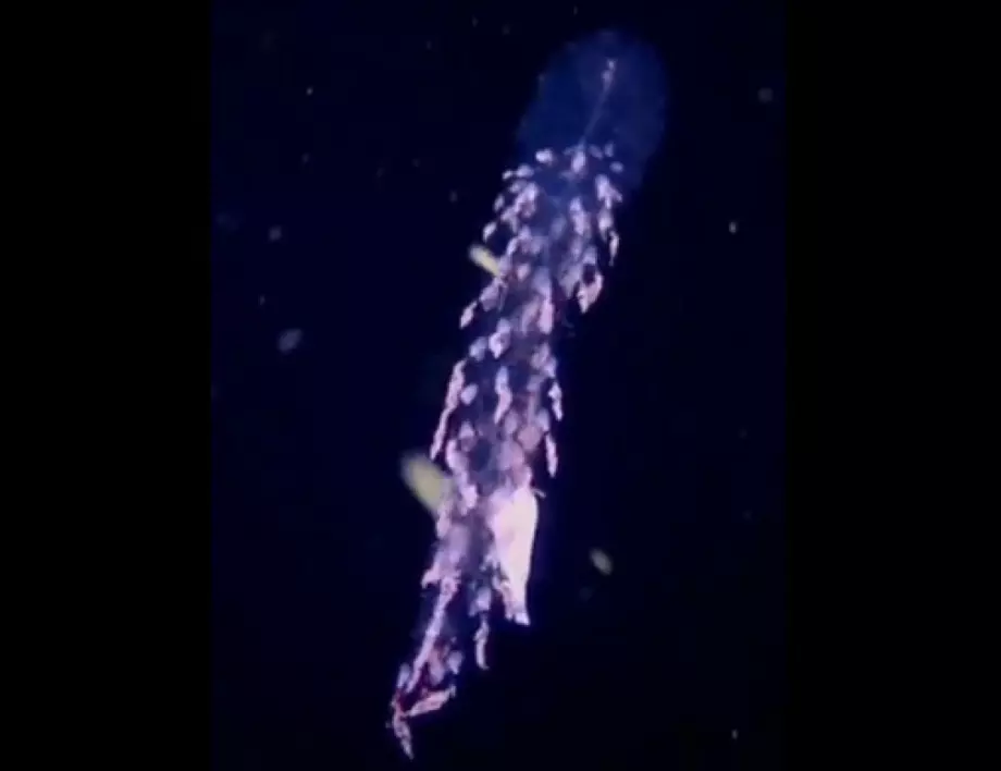 Призрачно същество: водолаз откри рядък прозрачен хищник (ВИДЕО)