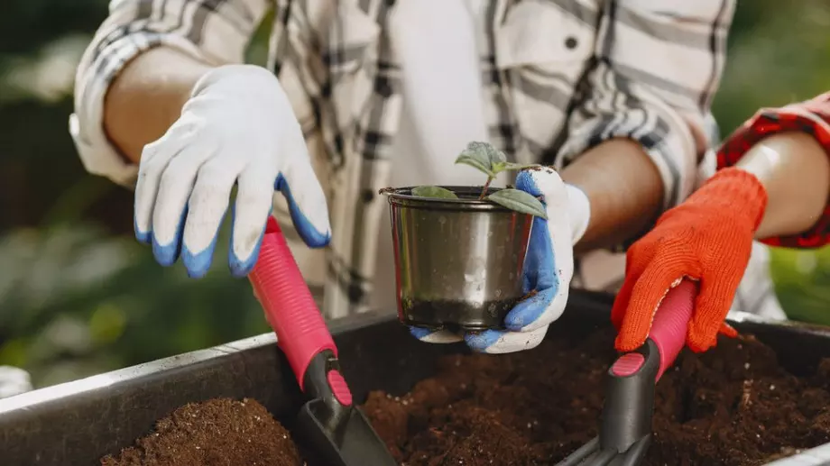 Тайната на успешните засаждания: изборът на правилна почва и тор