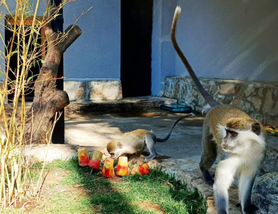 Новородена маймунка е най-новият обитател на зоопарка в Стара Загора