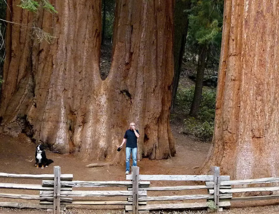 Калифорния: Хиляди долари глоба или затвор за приближаване до най-високото дърво в света (СНИМКИ)