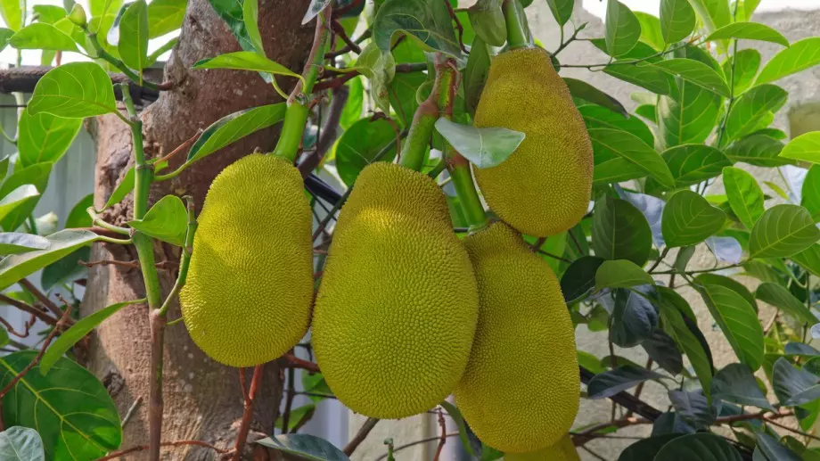 Суперхраната, която ще спаси човечеството 