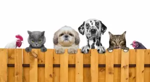 Виц на деня: Петел, котарак и куче си говорят за живота в селския двор