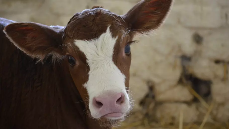 Вечерен виц: Фермер си купил машина за доене на крави