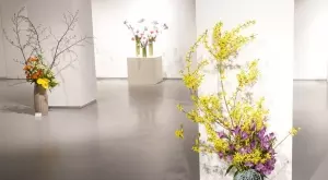 Стартира 33-тото издание на "Дни на японската култура в България"