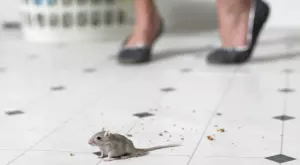 Мишките няма да доближат дома ви, ако направите това