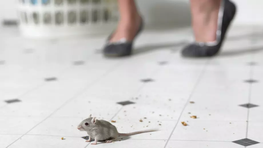 Мишките няма да доближат дома ви, ако направите това