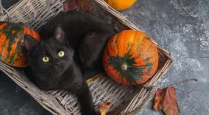 5 популярни суеверия и истината зад техния произход