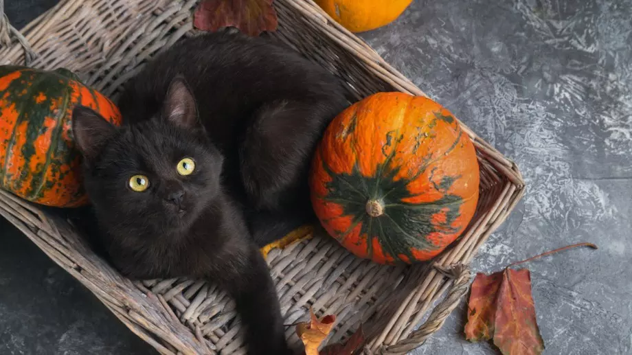 5 популярни суеверия и истината зад техния произход