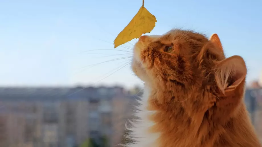 Вижте защо котките всъщност мъркат