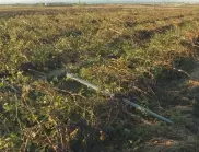 Описват щетите след бурята в Бургаско, унищожени са и над 1500 дка лозови масиви 