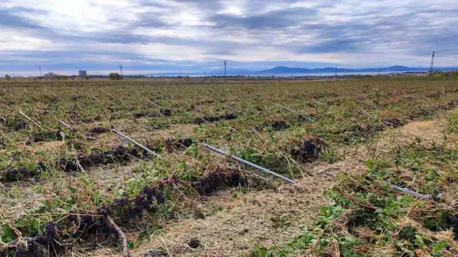 2500 дка лозя или над 1 млн. тона продукция са унищожени след бурята в Поморие