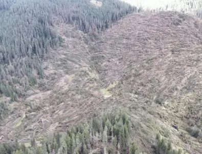 Смерч нанесе значителни щети в родопските гори (СНИМКИ)