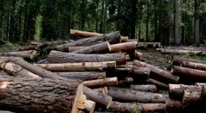 Омбусманът призова КЗК да провери за картел при продажбата на дърва за огрев, пелети и въглища