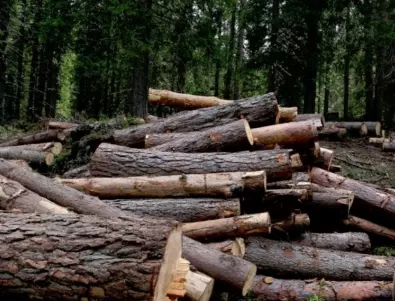 Еколози: Отказът от руския газ е опасност за горите в Европа