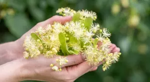 Страхотните ползи от липовия цвят за кожата