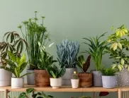 Ето ТАКА ще спасите стайните си растения, дори в най-студените месеци