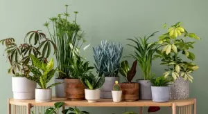 Това растение ще донесе хармония и щастие в дома ви