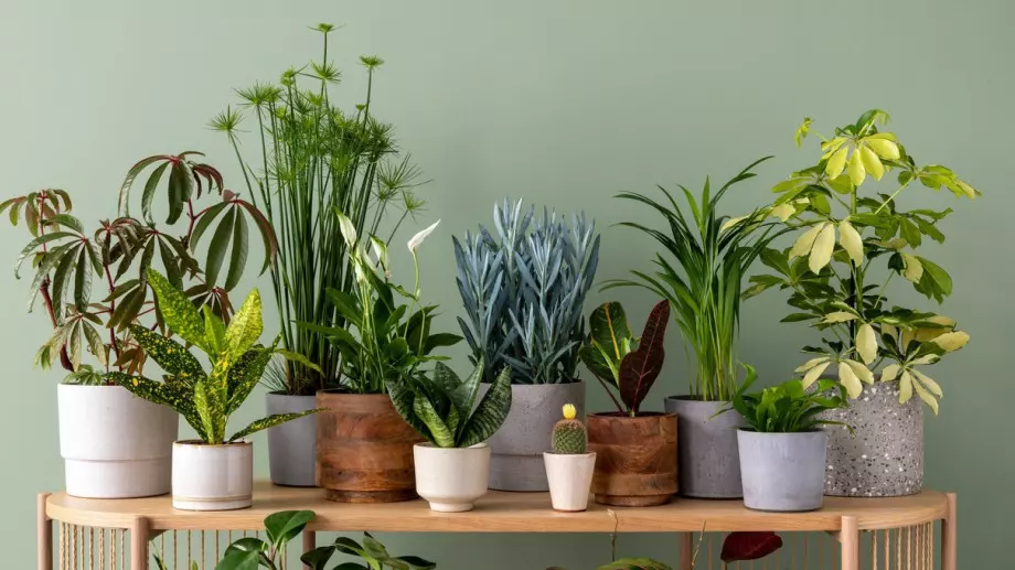 Това растение ще донесе хармония и щастие в дома ви