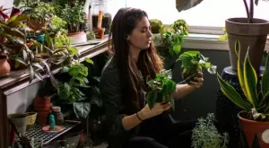 Как да предпазите почвата на цветята от мухъл