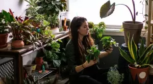 Ето защо стайните ви растения страдат през зимата