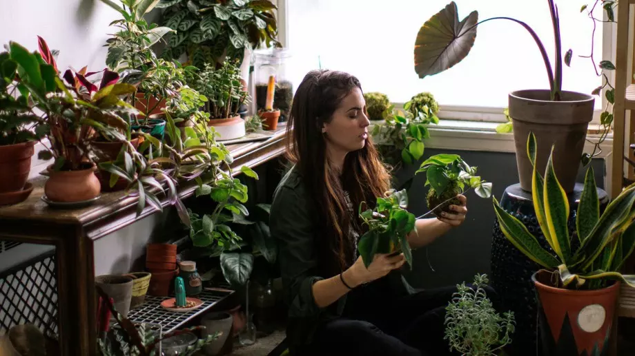Ето защо стайните ви растения страдат през зимата