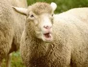 Мъж срещу добитък: В сибирска република за всеки мобилизиран раздават по една жива овца