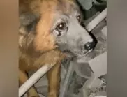 Ослепялото куче на избитото семейство в Днипро е поето от доброволци (ВИДЕО)
