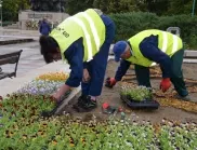 Над 20 000 цветя ще украсят Видин през есента