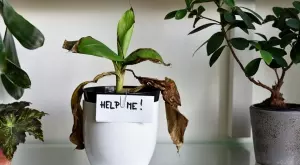 Дори най-изсъхналото цвете ще започне да цъфти отново, ако го напръскате с това