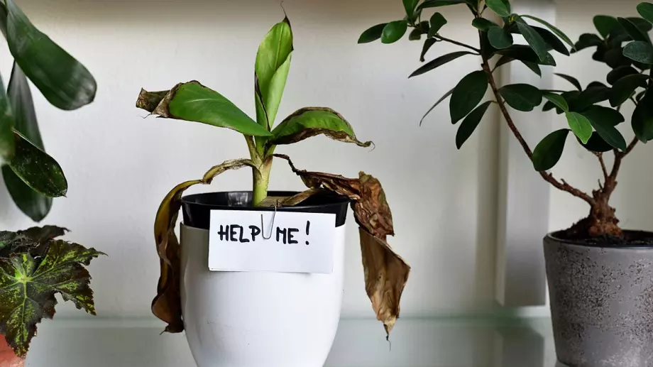 Дори най-изсъхналото цвете ще започне да цъфти отново, ако го напръскате с това