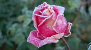 Студът няма да съсипете розите, ако направите точно това