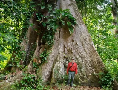Учени се добраха до най-високото дърво в Амазонка от петия опит