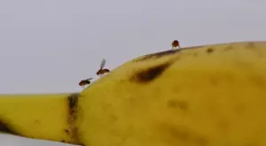 5 трика, с които ще се отървете от плодовите мушици