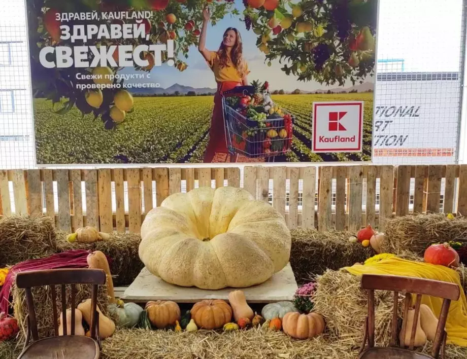 Най-голямата тиква в Източна Европа пристига в Kaufland Горубляне