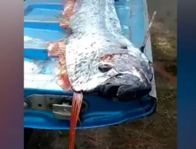 В Мексико уловиха рибата от Съдния ден, смятат я за предвестник на бедствия (ВИДЕО)