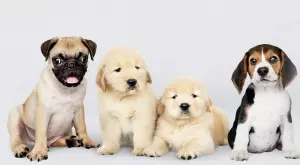 Каква храна е подходяща за малки кучета ?