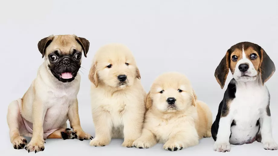 Каква храна е подходяща за малки кучета ?