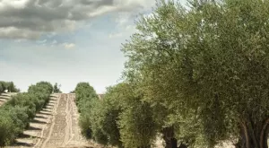 Коя страна е новият хит в производството на маслини?