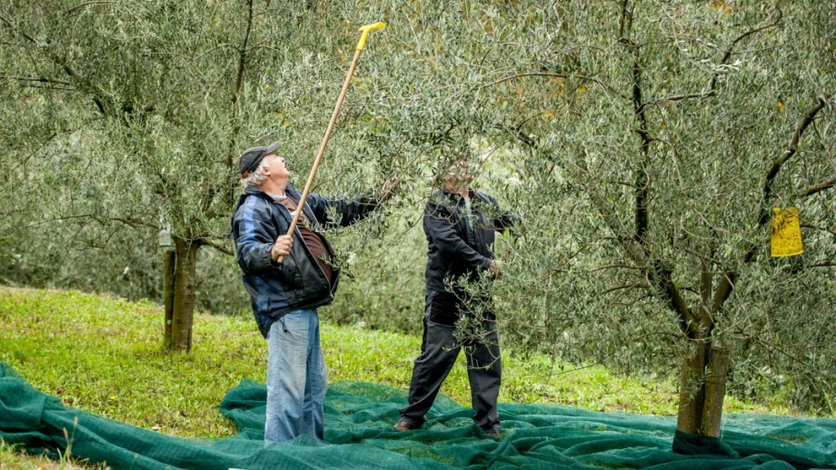 Брутална суша: Ще остане ли Гърция без маслини и зехтин?