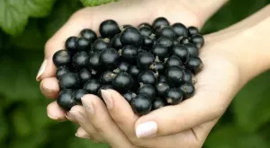 Запознайте се със здравословните ползи от касиса   