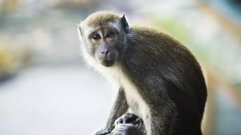 Маймуна алкохоличка върлува в индийски град (ВИДЕО)